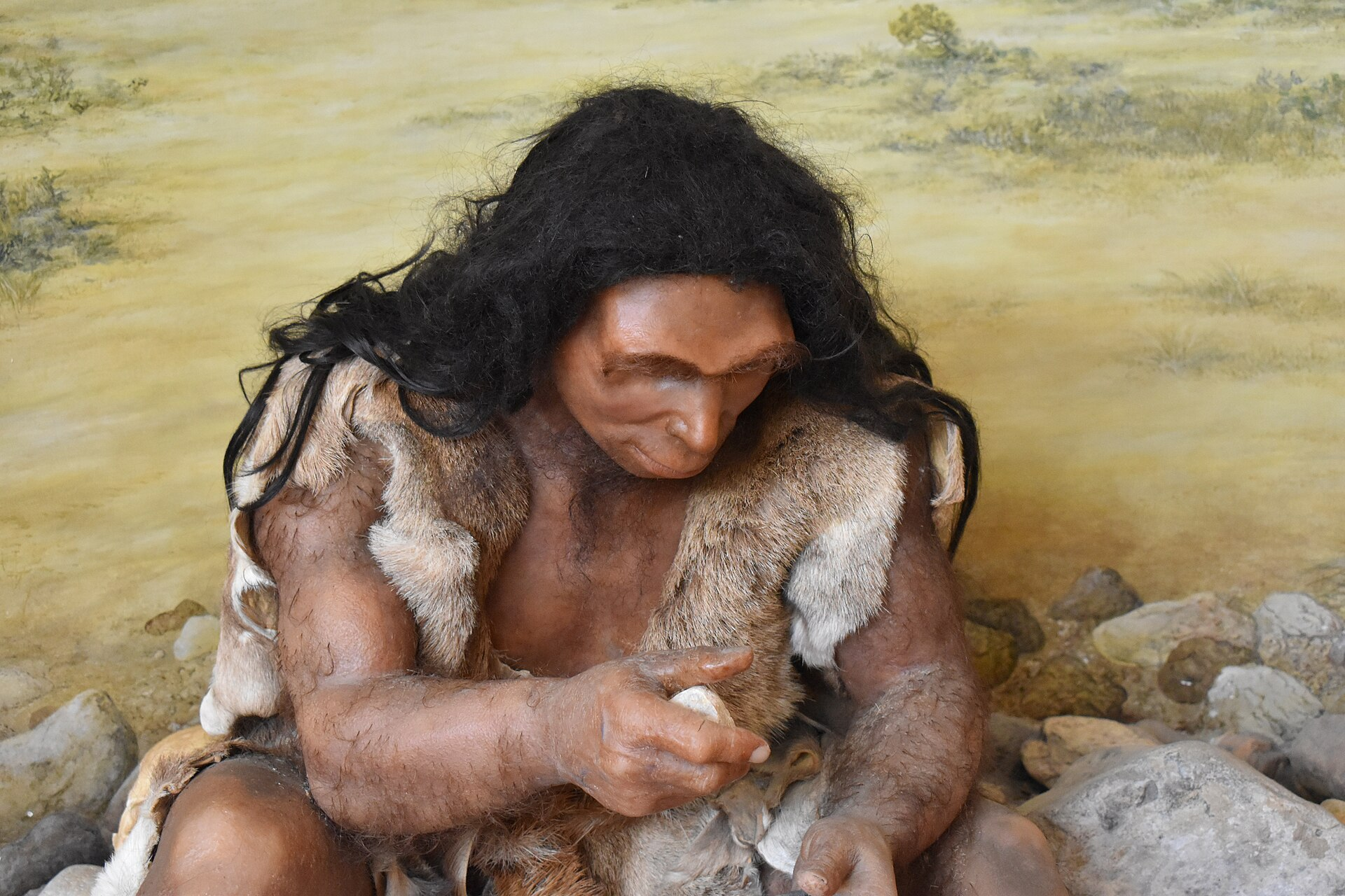 Homo heidelbergensis